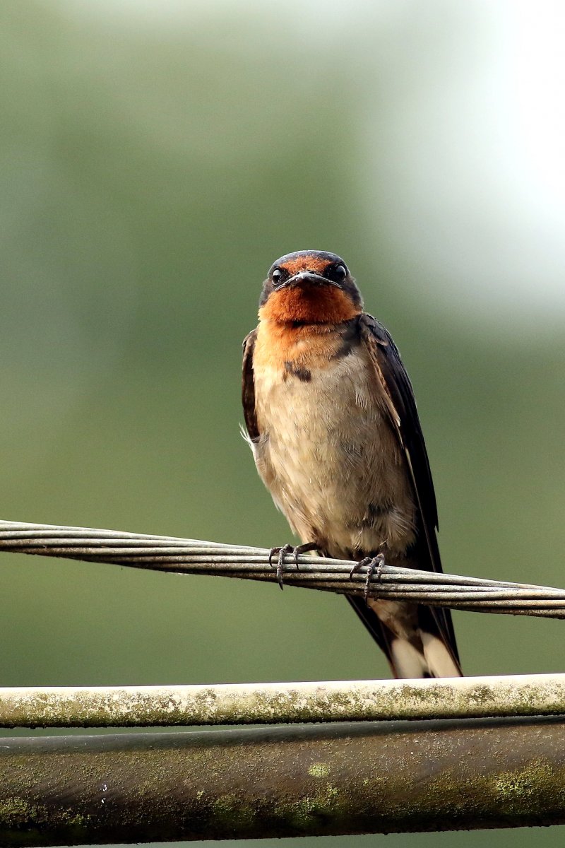 Hirundo_angolensis_17.06.2019_P.Szymański 1.jpg